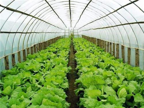 空气能热泵如何给植物养殖创造环境？